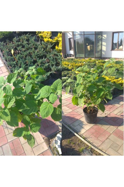 Гортензія Стронг Аннабель - 7,5л/вис.50-70см/Ø35-40см